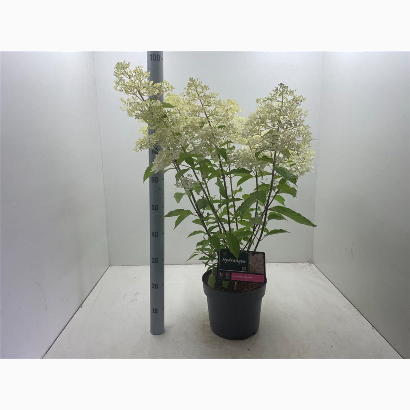 Syrenhortensia – Hydrangea paniculata 'Phantom' - C7,5